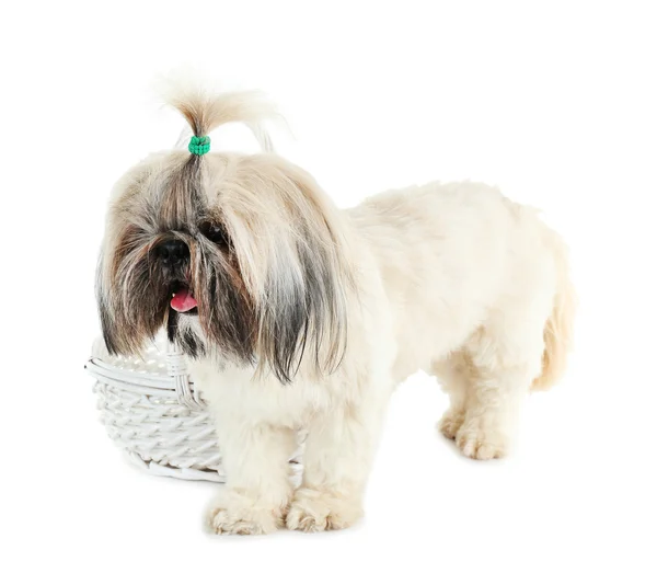 Söta Shih Tzu nära flätade baslet isolerad på vit — Stockfoto