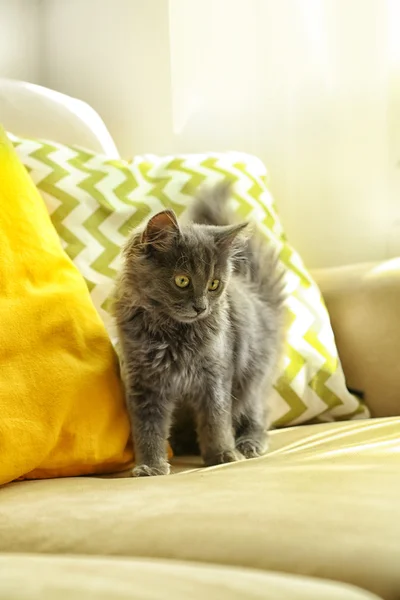 Niedliche graue Kätzchen auf dem Sofa zu Hause — Stockfoto