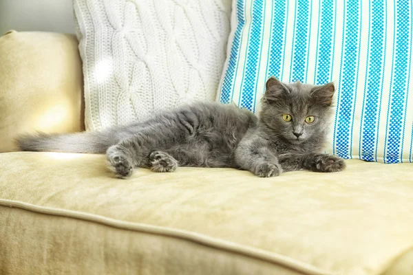 Roztomilý šedé kotě doma na pohovce — Stock fotografie