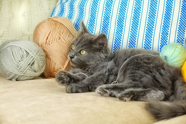 Niedliches graues Kätzchen spielt mit Fäden zum Stricken auf dem heimischen Sofa — Stockfoto