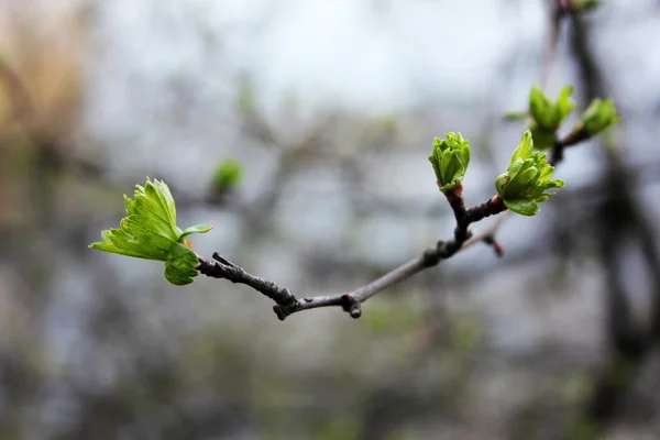 Primeros brotes de primavera en rama, primer plano —  Fotos de Stock