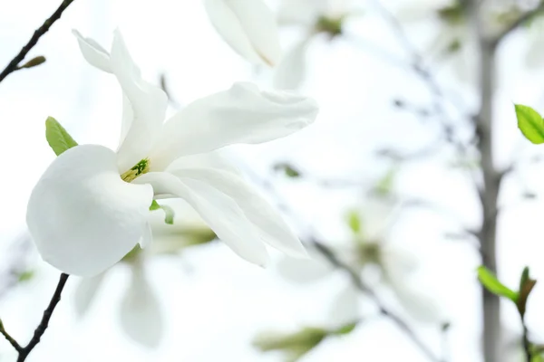 Magnolienblüte auf hellem Hintergrund — Stockfoto
