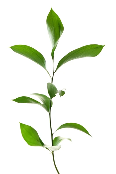 Větev s čerstvé zelené listy, izolovaných na bílém — Stock fotografie