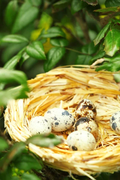 Nid d'osier avec œufs sur fond d'arbre vert — Photo