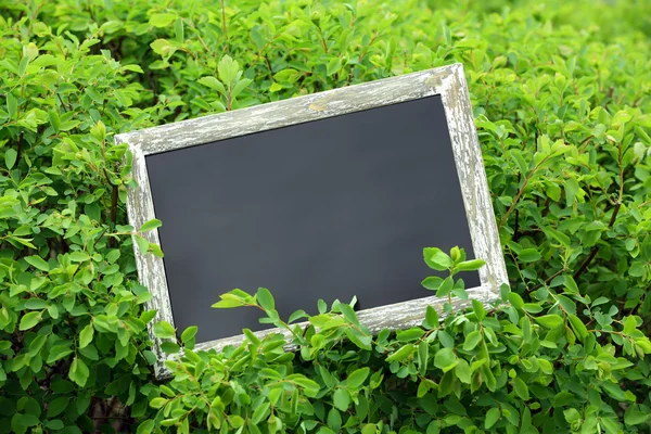 Moldura da foto sobre fundo arbusto verde — Fotografia de Stock