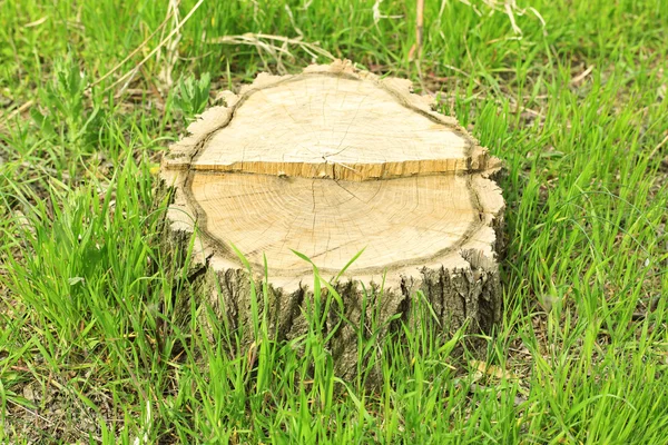 Baumstumpf in Großaufnahme — Stockfoto
