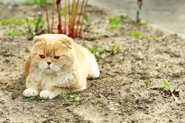 イギリス猫屋外 — ストック写真
