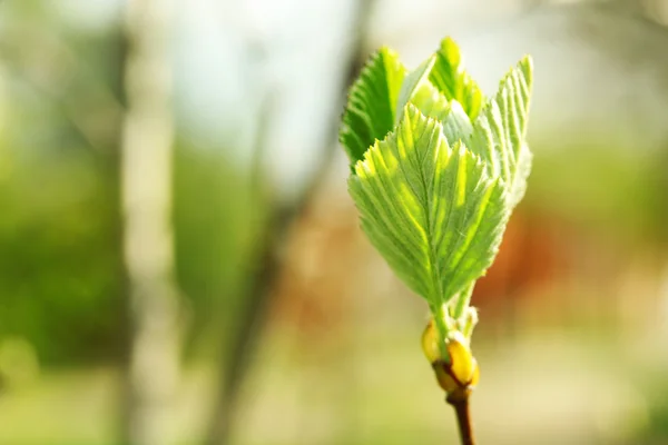 Erste Frühlingsknospen an Zweigen, Nahaufnahme — Stockfoto