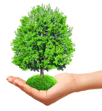 Beyaz izole bir ağaç tutan el