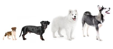 Grup köpekler üzerinde beyaz izole satırdaki farklı boyutlarda