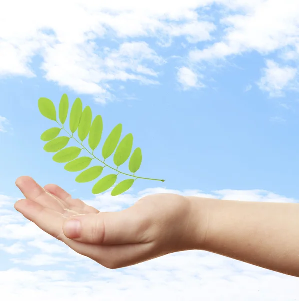 Female hand with green leaf on sky background — Stock Photo, Image