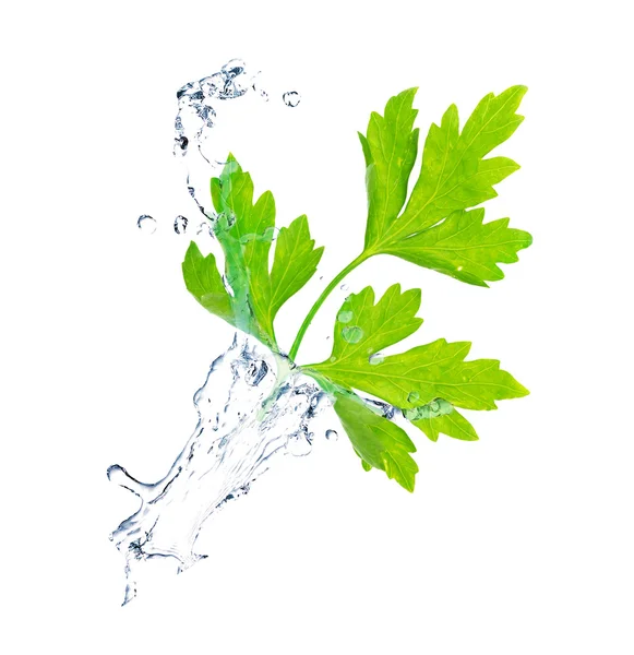 Green leaves in water splashes isolated on white — Stock Photo, Image