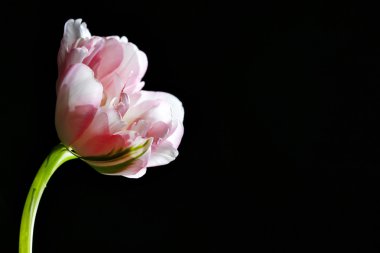 siyah arka plan üzerine taze Lale