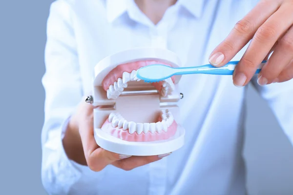 Mão feminina segurando modelo dental com escova de dentes em fundo cinza — Fotografia de Stock