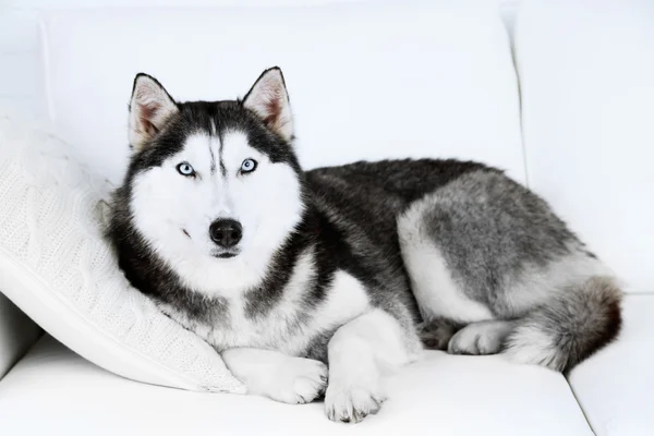 Güzel şirin husky kanepe beyaz odada yatan — Stok fotoğraf