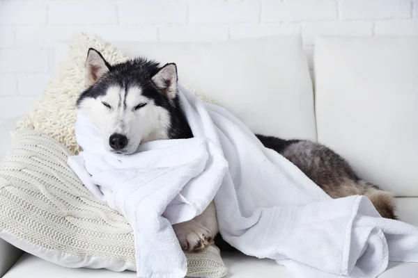 Hermoso husky lindo con toalla tumbado en el sofá en la habitación blanca —  Fotos de Stock