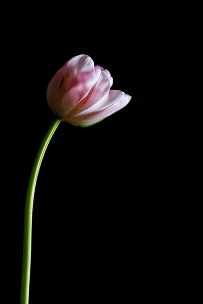 Tulipa fresca sobre fundo preto — Fotografia de Stock