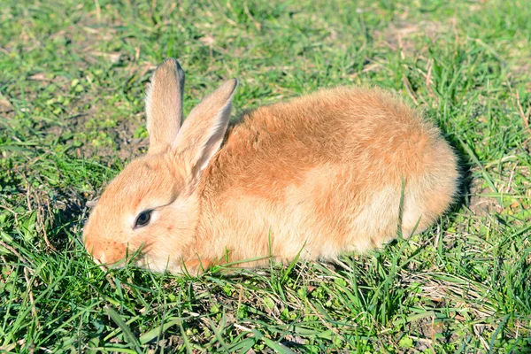 Petit lapin dans l'herbe gros plan — Photo