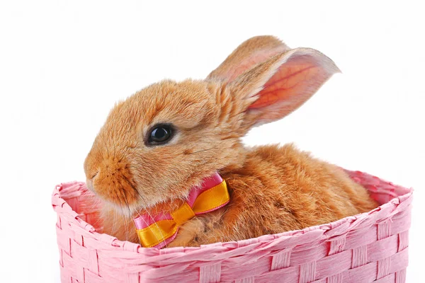 Little rabbit in wicker basket isolated on white — Stock Photo, Image