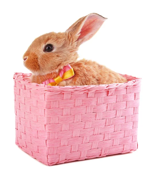 Kleine konijn in rieten mand geïsoleerd op wit — Stockfoto