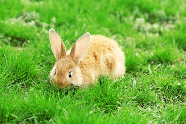 Lilla kanin i gräs närbild — Stockfoto