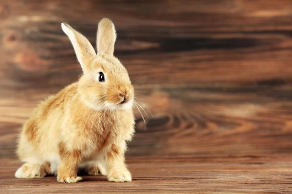 Kleine konijn op houten achtergrond — Stockfoto