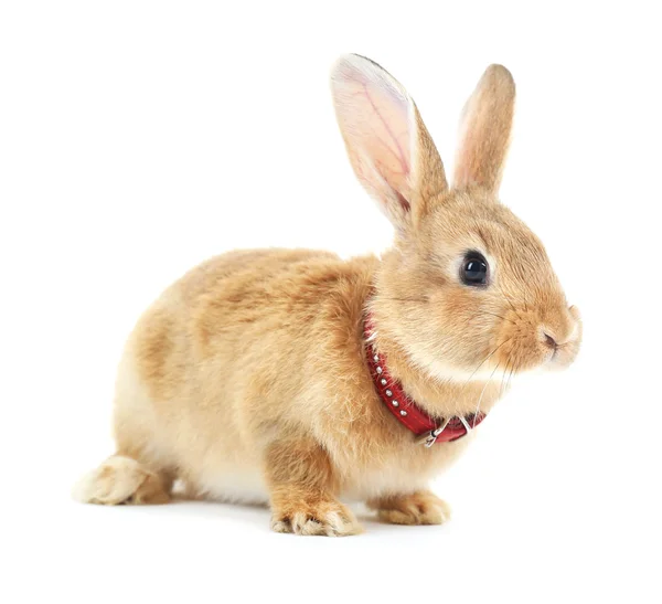 Red rabbit isolated on white — Stock Photo, Image