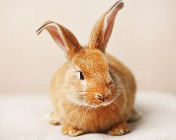 Niedliches Kaninchen auf dem Sofa, Nahaufnahme — Stockfoto