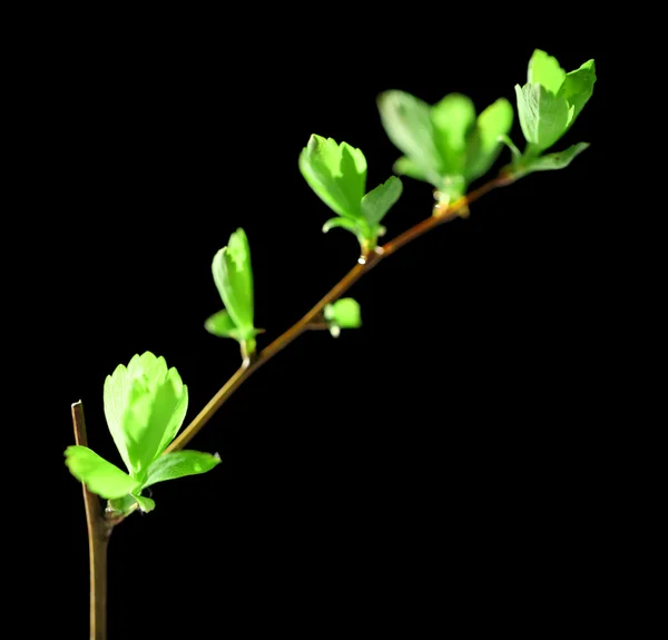 Jonge gebladerte op takje, op groene achtergrond — Stockfoto