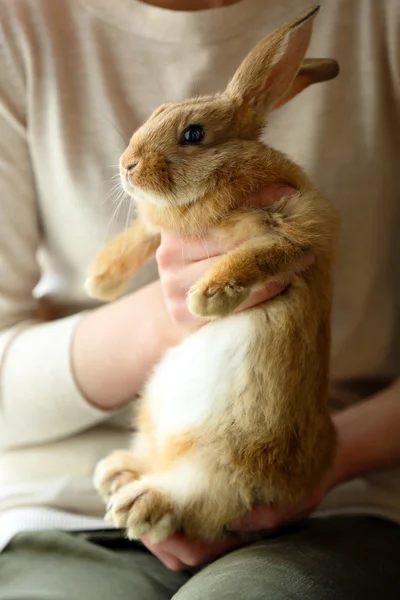 Femme tenant petit lapin mignon de près — Photo