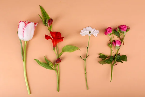 Different flowers on colour background — Stock Photo, Image