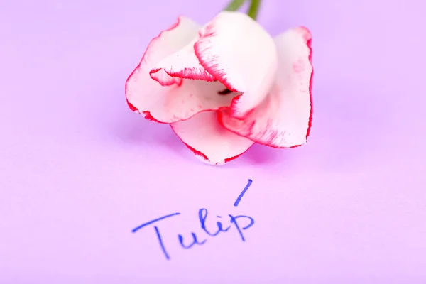 Beautiful tulip with inscription on paper background — Stock Photo, Image