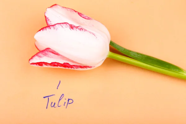 Beautiful tulip with inscription on paper background — Stock Photo, Image