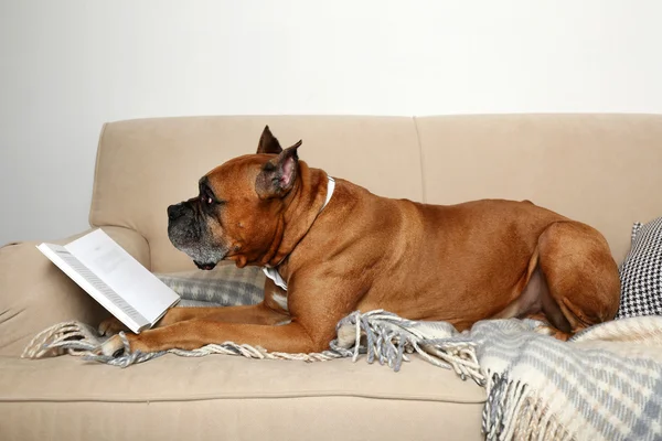 Lindo perro en gafas divertidas y libro acostado en el sofá, en el fondo interior de casa —  Fotos de Stock