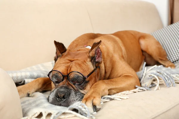 Cão bonito sentado no sofá, em casa fundo interior — Fotografia de Stock