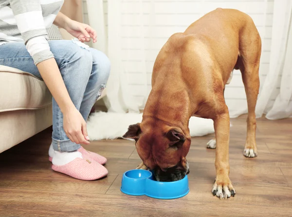 Cão faminto em casa interior fundo — Fotografia de Stock