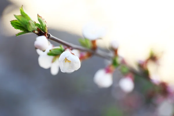 Rama floreciente del árbol en primavera, primer plano — Foto de Stock