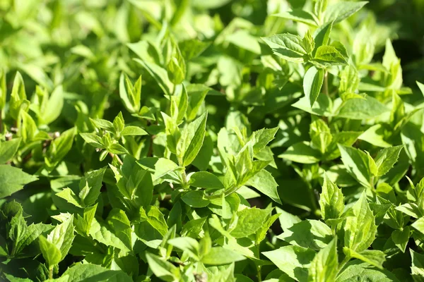 Belle foglie primaverili, da vicino — Foto Stock