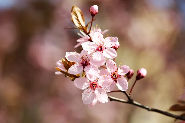 Flores de cerezo sobre el fondo borroso de la naturaleza, de cerca —  Fotos de Stock