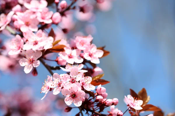 Flores de cerezo sobre el fondo borroso de la naturaleza, de cerca — Foto de Stock