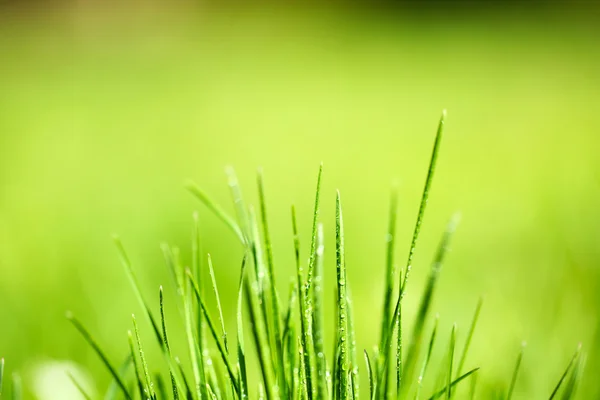 Grönt gräs med dagg på natur bakgrund, närbild — Stockfoto