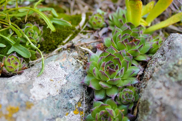 Sempervivum montanum, gros plan — Photo