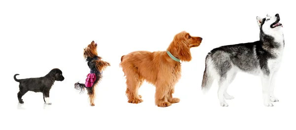 Gruppe von Hunden verschiedener Größen hintereinander, isoliert auf weiß — Stockfoto