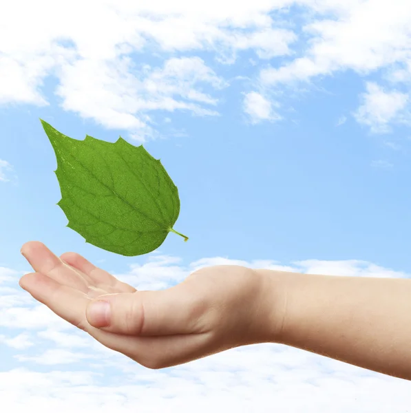 Female hand with green leaf on sky background — Stock Photo, Image