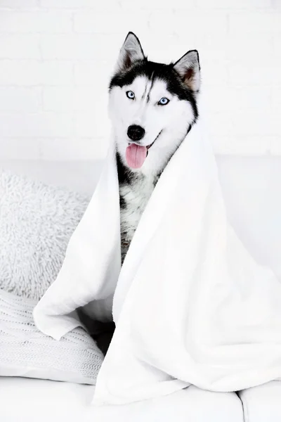 Beautiful cute husky with towel sitting on sofa in white room — Stock Photo, Image