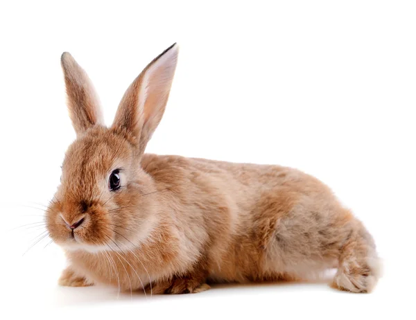 Kleine konijn geïsoleerd op wit — Stockfoto