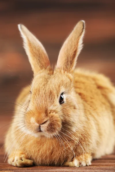 Kleine konijn op houten achtergrond — Stockfoto