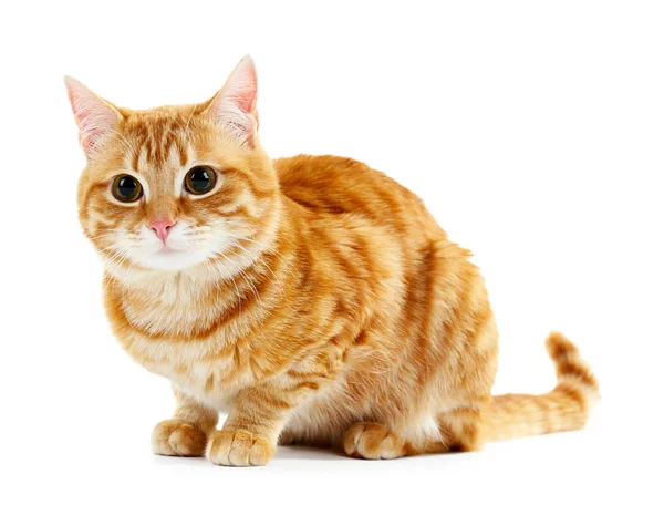 Portrait de chat rouge isolé sur blanc — Photo