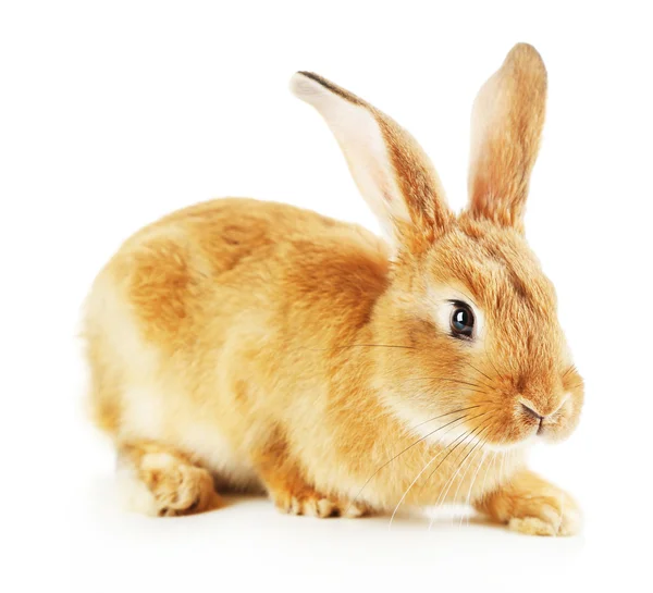 Lindo conejo, aislado en blanco — Foto de Stock