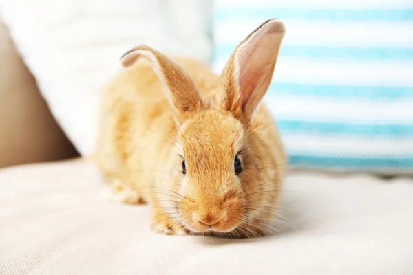 Niedliches Kaninchen auf dem Sofa, Nahaufnahme — Stockfoto